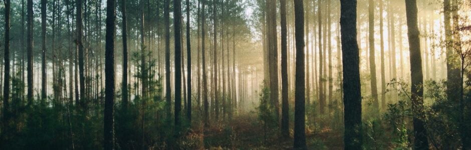 photography of tall trees at daytime